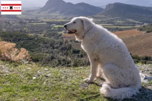 Lees meer over het artikel Kuvasz fokkers en pups in Drenthe