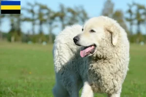 Lees meer over het artikel Kuvasz fokkers en pups in Gelderland