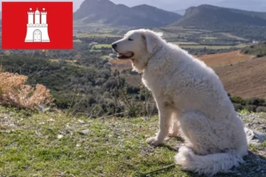 Lees meer over het artikel Kuvasz fokker en pups in Hamburg