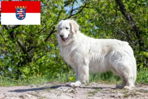 Lees meer over het artikel Kuvasz fokkers en pups in Hessen