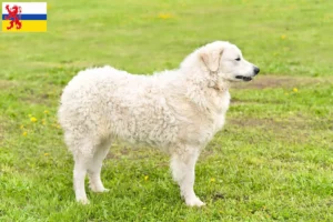 Lees meer over het artikel Kuvasz fokker en pups in Limburg