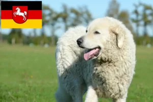 Lees meer over het artikel Kuvasz fokkers en pups in Nedersaksen