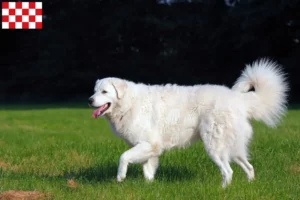 Lees meer over het artikel Kuvasz fokkers en pups in Noord-Brabant