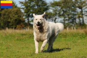 Lees meer over het artikel Kuvasz fokkers en pups in Noord-Holland