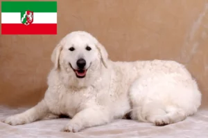 Lees meer over het artikel Kuvasz fokkers en pups in Noordrijn-Westfalen