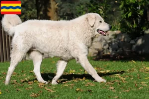 Lees meer over het artikel Kuvasz fokkers en pups in Overijssel