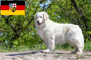 Lees meer over het artikel Kuvasz fokkers en pups in Saarland