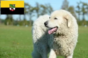 Lees meer over het artikel Kuvasz fokkers en pups in Saksen-Anhalt