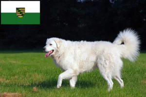 Lees meer over het artikel Kuvasz fokkers en pups in Saksen