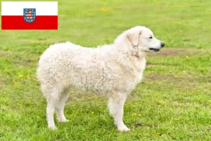 Lees meer over het artikel Kuvasz fokkers en pups in Thüringen