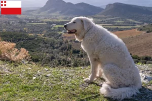 Lees meer over het artikel Kuvasz fokker en pups in Utrecht