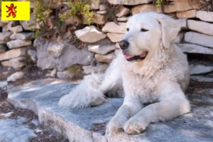 Lees meer over het artikel Kuvasz fokkers en pups in Zuid-Holland