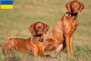 Lees meer over het artikel Magyar Vizsla fokkers en pups in Oekraïne