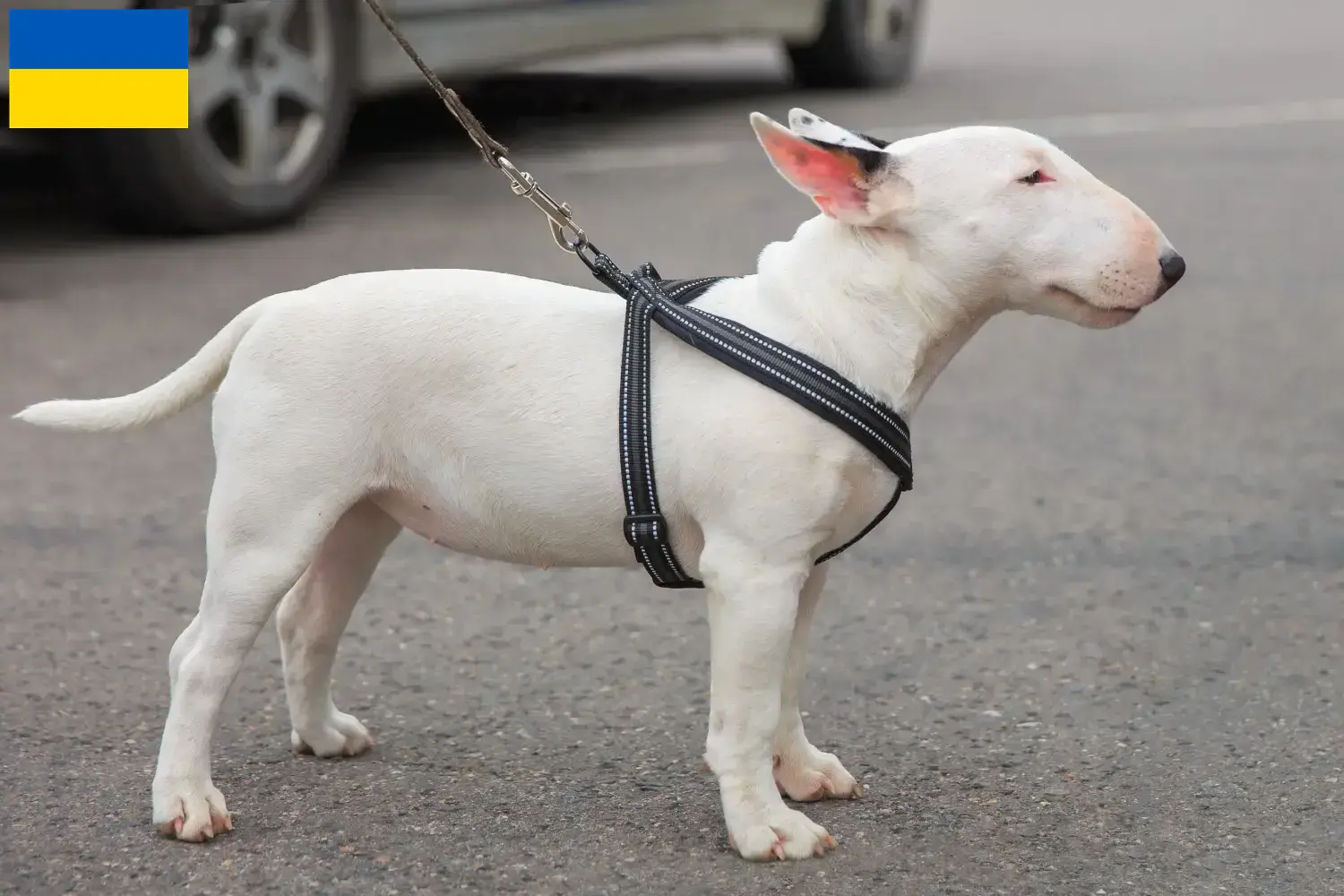 Lees meer over het artikel Dwergkees fokkers en puppies in Oekraïne