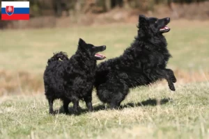 Lees meer over het artikel Mudi fokkers en pups in Slowakije