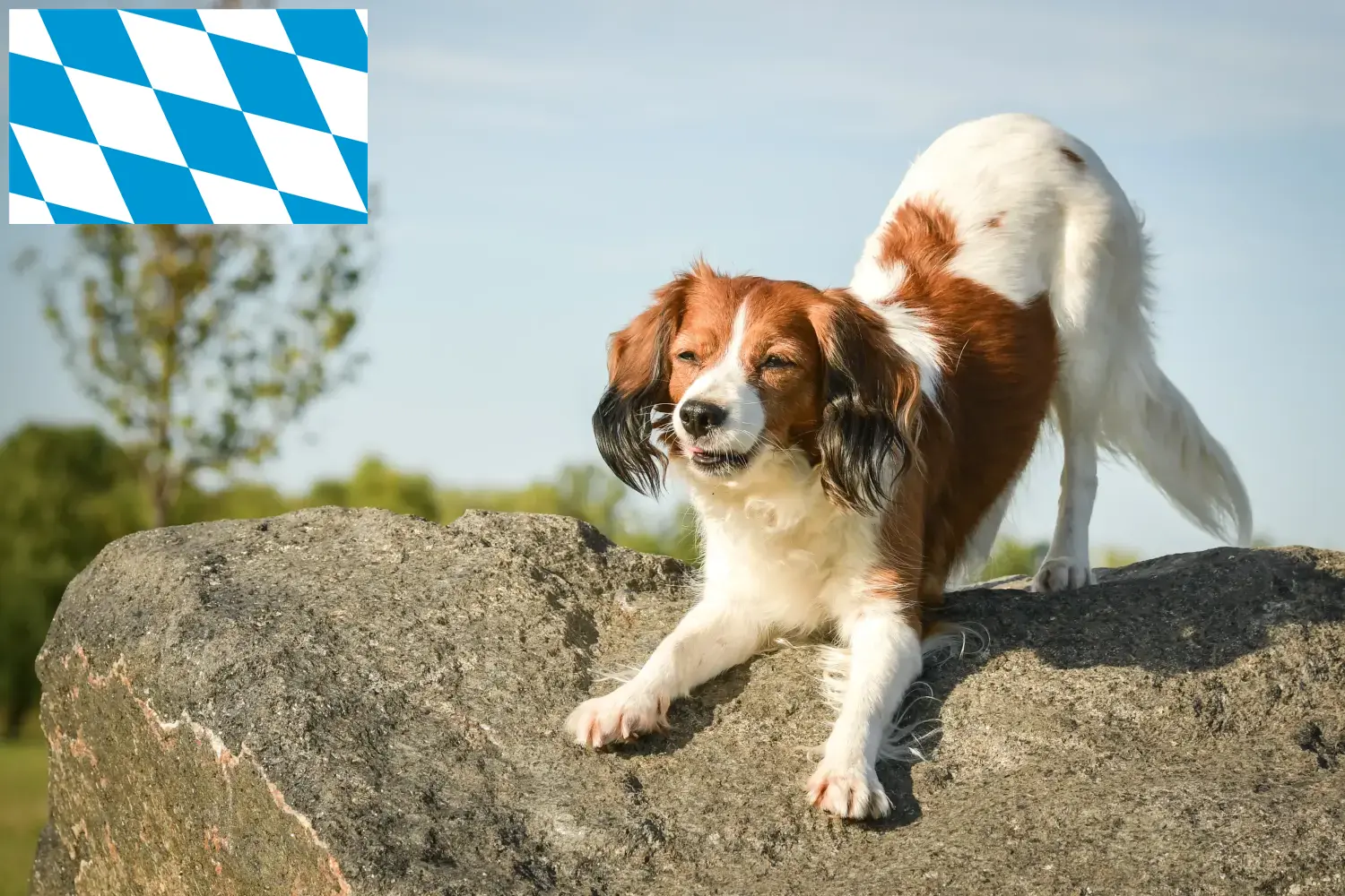 Lees meer over het artikel Nederlandse kooikerhondje fokkers en pups in Beieren