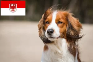 Lees meer over het artikel Nederlandse Kooikerhondje fokkers en pups in Brandenburg