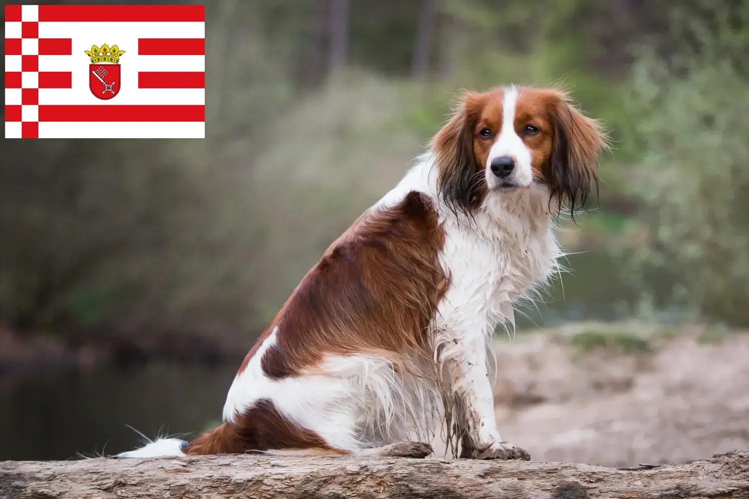 Lees meer over het artikel Nederlandse kooikerhondje fokkers en pups in Bremen