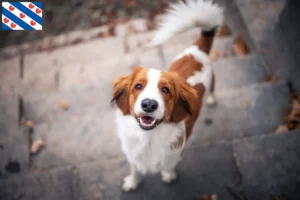 Lees meer over het artikel Nederlandse kooikerhondje fokkers en pups in Friesland