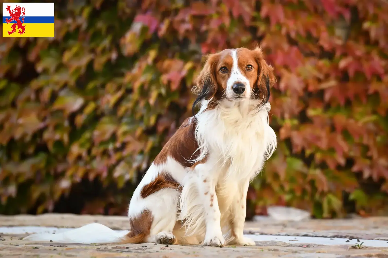 Lees meer over het artikel Nederlandse Kooikerhondje fokkers en pups in Limburg