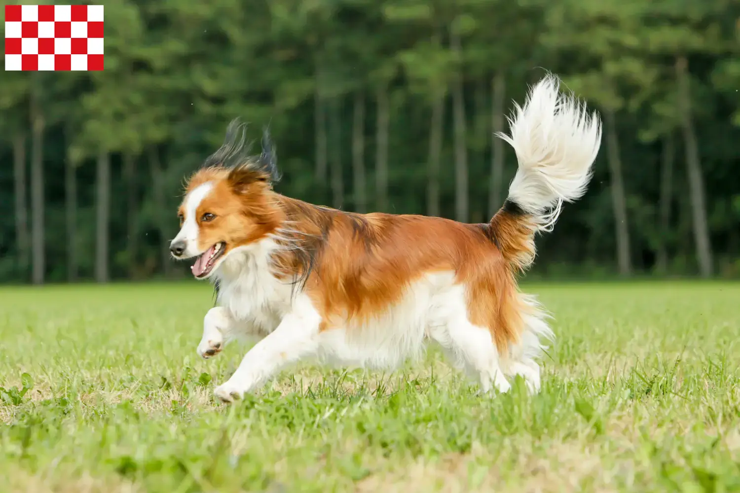 Lees meer over het artikel Nederlandse kooikerhondje fokkers en pups in Noord-Brabant