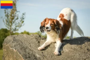 Lees meer over het artikel Nederlandse kooikerhondje fokkers en pups in Noord-Holland