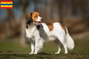 Lees meer over het artikel Nederlandse Kooikerhondje fokkers en pups in Overijssel