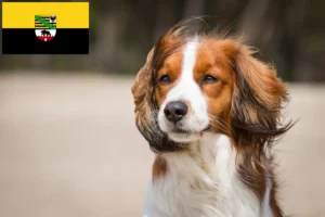 Lees meer over het artikel Nederlandse Kooikerhondje fokkers en pups in Saksen-Anhalt