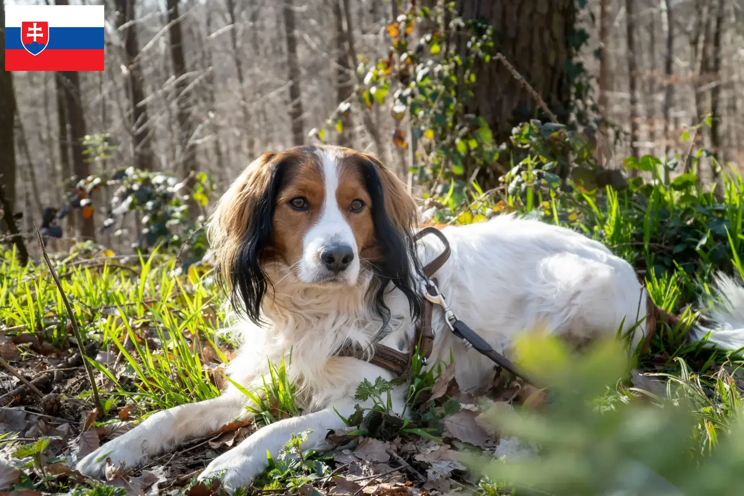 Lees meer over het artikel Nederlandse kooikerhondje fokkers en pups in Slowakije