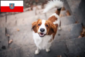 Lees meer over het artikel Nederlandse Kooikerhondje fokkers en pups in Thüringen