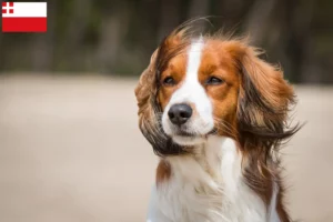 Lees meer over het artikel Nederlandse kooikerhondje fokkers en pups in Utrecht