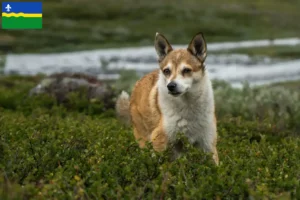 Lees meer over het artikel Noorse Lundehund fokker en pups in Flevoland