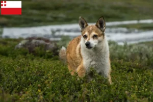 Lees meer over het artikel Noorse Lundehund fokker en pups in Utrecht