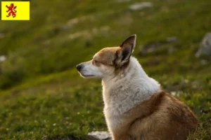 Lees meer over het artikel Noorse Lundehund fokkers en pups in Zuid-Holland