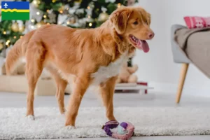 Lees meer over het artikel Nova Scotia Duck Tolling Retriever fokkers en puppies in Flevoland