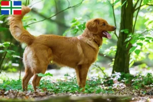 Lees meer over het artikel Nova Scotia Duck Tolling Retriever fokkers en pups in Groningen