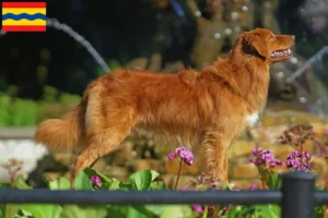 Lees meer over het artikel Nova Scotia Duck Tolling Retriever fokkers en pups in Overijssel