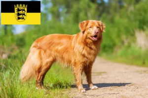 Lees meer over het artikel Nova Scotia Duck Tolling Retriever fokkers en puppies in Baden-Württemberg