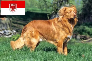 Lees meer over het artikel Nova Scotia Duck Tolling Retriever fokkers en puppies in Brandenburg