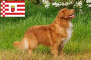 Lees meer over het artikel Nova Scotia Duck Tolling Retriever fokkers en puppies in Bremen