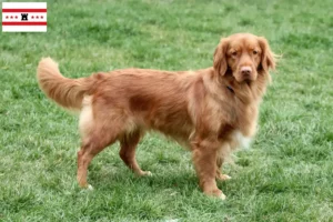 Lees meer over het artikel Nova Scotia Duck Tolling Retriever fokkers en puppies in Drenthe