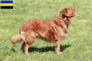 Lees meer over het artikel Nova Scotia Duck Tolling Retriever fokkers en puppies in Gelderland