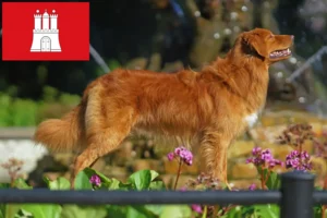 Lees meer over het artikel Nova Scotia Duck Tolling Retriever fokkers en puppies in Hamburg