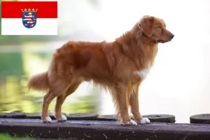 Lees meer over het artikel Nova Scotia Duck Tolling Retriever fokkers en puppies in Hessen