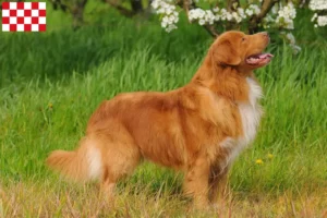 Lees meer over het artikel Nova Scotia Duck Tolling Retriever fokkers en puppies in Noord-Brabant