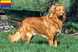 Lees meer over het artikel Nova Scotia Duck Tolling Retriever fokkers en puppies in Noord-Holland