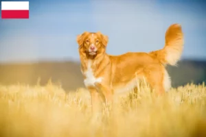 Lees meer over het artikel Nova Scotia Duck Tolling Retriever fokkers en puppies in Polen