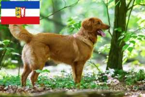 Lees meer over het artikel Nova Scotia Duck Tolling Retriever fokkers en puppies in Sleeswijk-Holstein