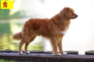 Lees meer over het artikel Nova Scotia Duck Tolling Retriever fokkers en puppies in Zuid-Holland