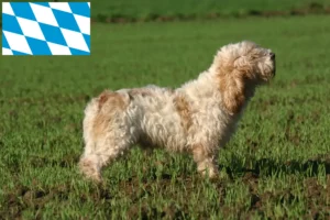 Lees meer over het artikel Petit Basset Griffon Vendéen fokkers en pups in Beieren